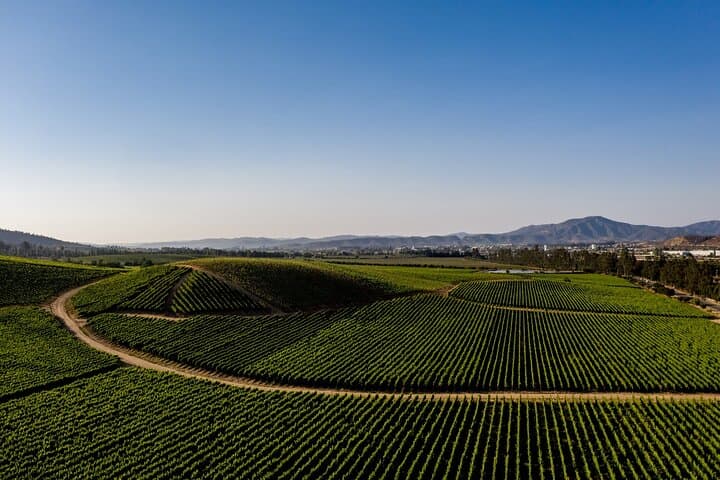 Private Casablanca Valley Wine Tour from Santiago — Casas del Bosque & Boutique Tastings