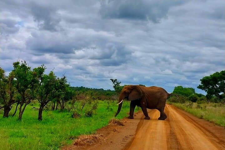 Sabi Sand Sunset Safari: Off-Road Sundowners and Night Drive photo 4