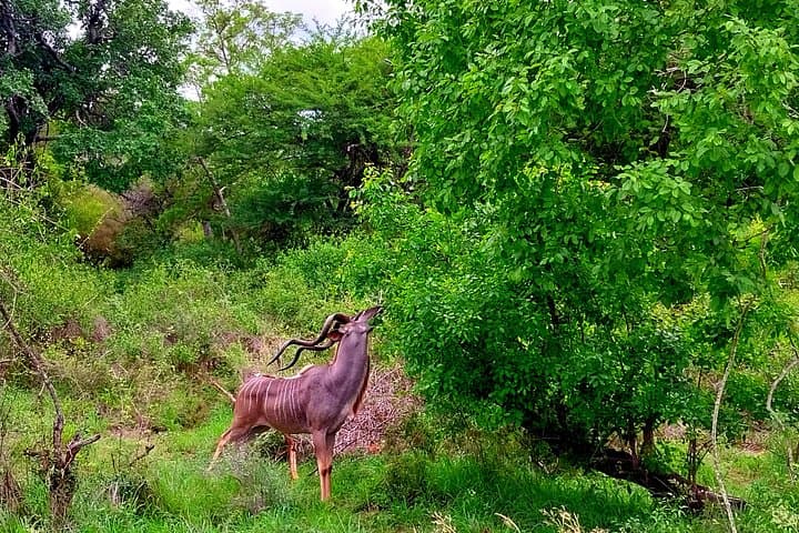 Kruger Park Full Day Guided Safari: Early-Morning Big Five Game Drive from Hazyview photo 3
