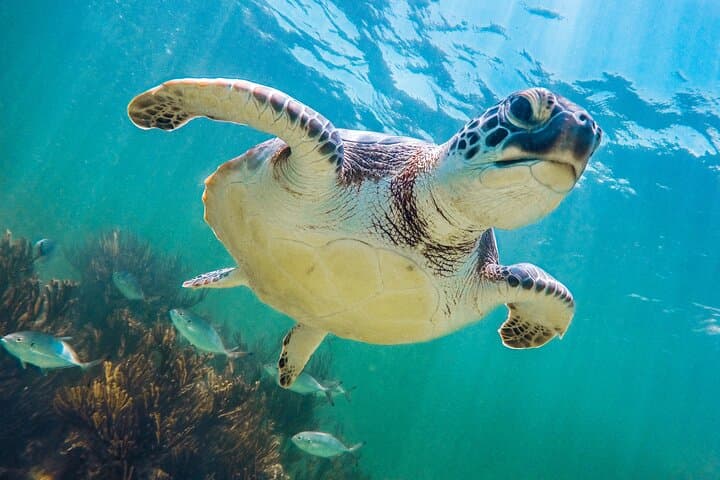 Tulum, Mariposa Cenote & Akumal: Turtle-Swim Day Trip from Riviera Maya