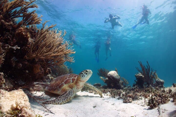 Tulum, Mariposa Cenote & Akumal: Turtle-Swim Day Trip from Riviera Maya photo 4