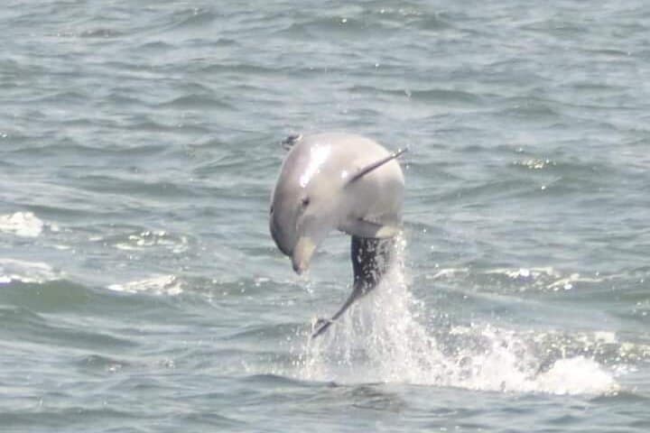 Sea Thunder 2-Hour Dolphin Cruise from Historic Little River, SC photo 3