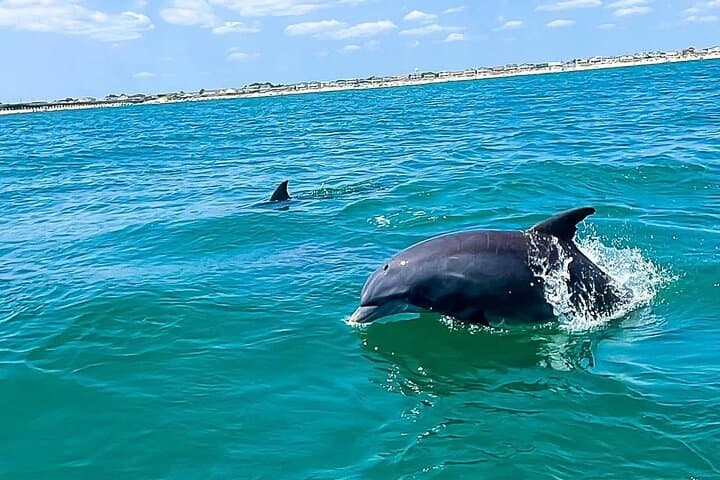 Sea Thunder 2-Hour Dolphin Cruise from Historic Little River, SC photo 5