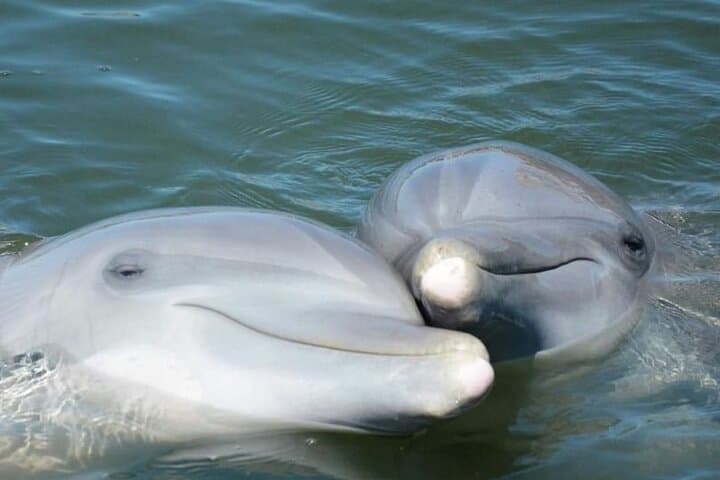 Sea Thunder 2-Hour Dolphin Cruise from Historic Little River, SC photo 6