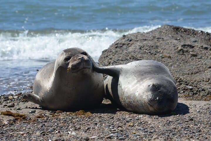 Peninsula Valdés Wildlife Shore Excursion from Puerto Madryn — Whales, Sea Lions & Orcas
