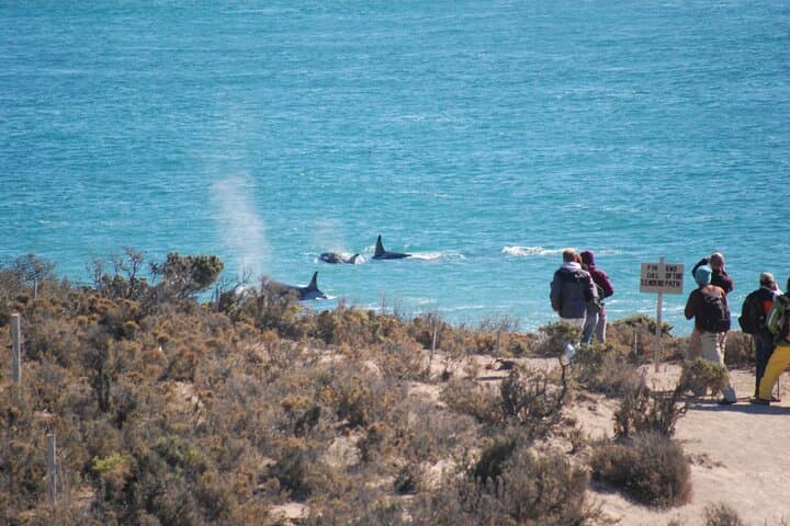 Peninsula Valdés Wildlife Shore Excursion from Puerto Madryn — Whales, Sea Lions & Orcas photo 2
