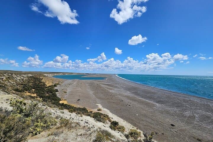 Peninsula Valdés Wildlife Shore Excursion from Puerto Madryn — Whales, Sea Lions & Orcas photo 4