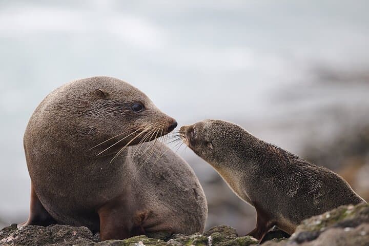 Clearwater Private Penguin & Wildlife Tour: Otago Peninsula Wildlife Viewing from Port Otago photo 6