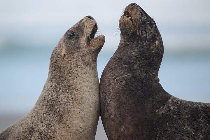 Clearwater Private Penguin & Wildlife Tour: Otago Peninsula Wildlife Viewing from Port Otago photo 4