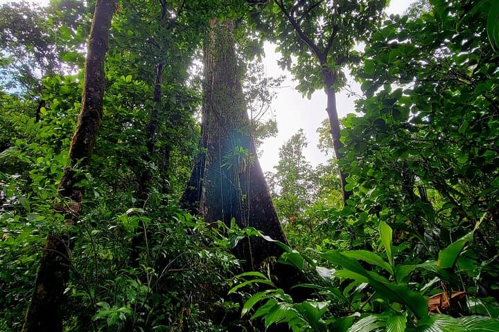 Hike to Dominica's Boiling Lake & Swim Titou Gorge: Full-Day Guided Trek photo 4