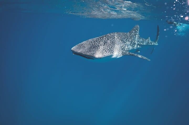 Whale Shark Snorkeling in La Paz: Swim with the Ocean’s Gentle Giants photo 2
