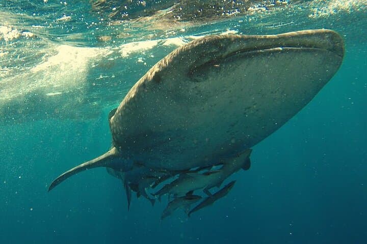 Whale Shark Snorkeling in La Paz: Swim with the Ocean’s Gentle Giants photo 3