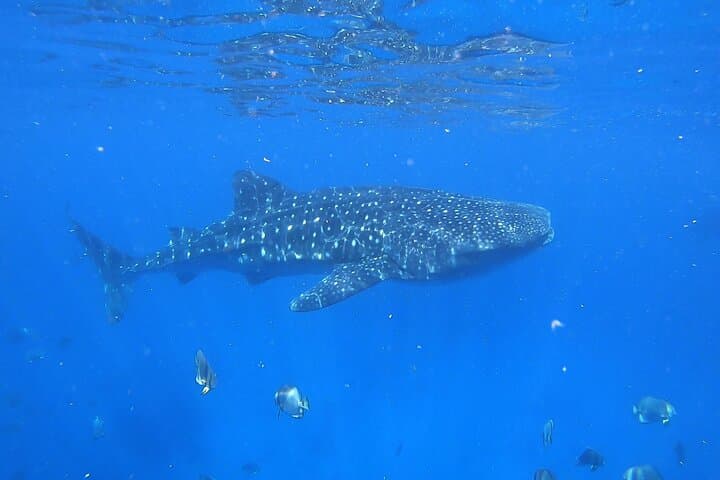 Whale Shark Snorkeling in La Paz: Swim with the Ocean’s Gentle Giants photo 4