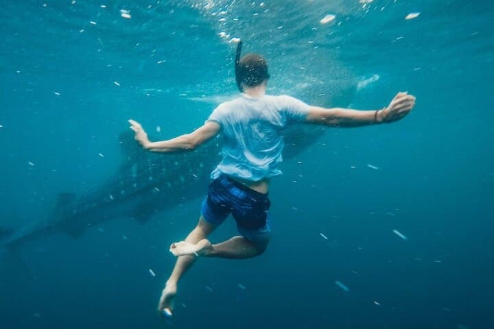 Whale Shark Snorkeling in La Paz: Swim with the Ocean’s Gentle Giants photo 5