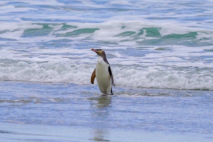 Clearwater Private Penguin & Wildlife Tour: Otago Peninsula Wildlife Viewing from Port Otago photo 2