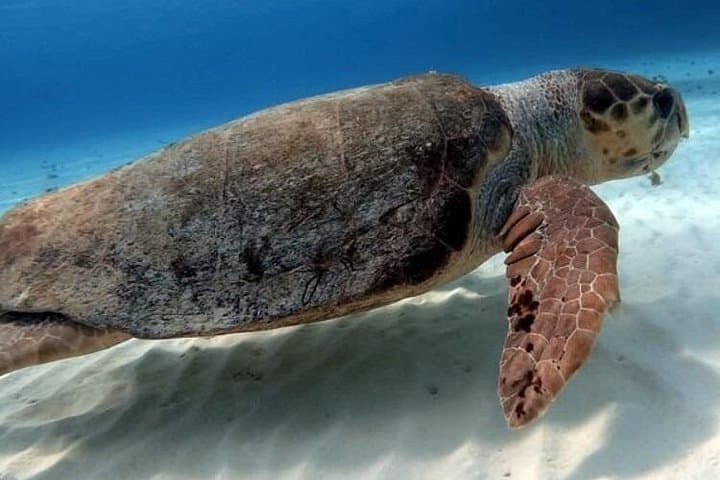 Cozumel Two-Tank Dive in National Park: Guided Reefs & Marine Life photo 2