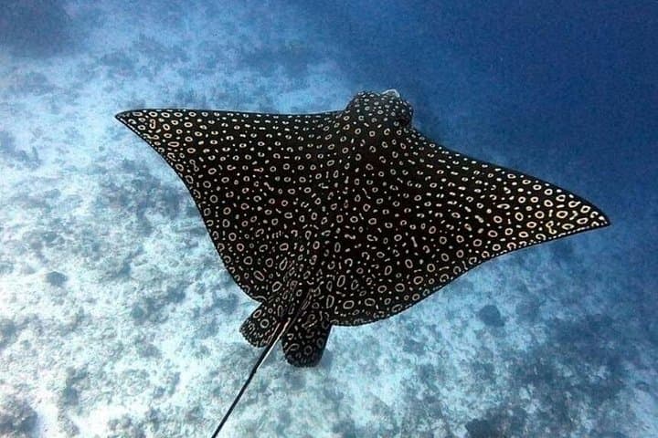 Cozumel Two-Tank Dive in National Park: Guided Reefs & Marine Life photo 4