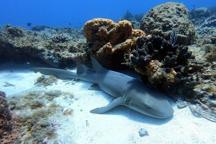 Cozumel Two-Tank Dive in National Park: Guided Reefs & Marine Life photo 6