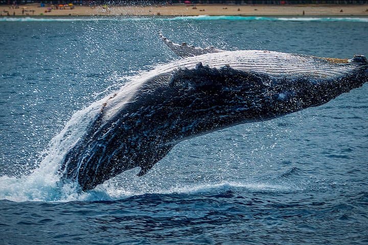 Gray Whale Watching Tour in La Paz — Magdalena Bay Day Trip photo 4