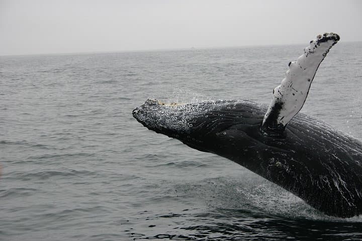 Gray Whale Watching Tour in La Paz — Magdalena Bay Day Trip photo 5