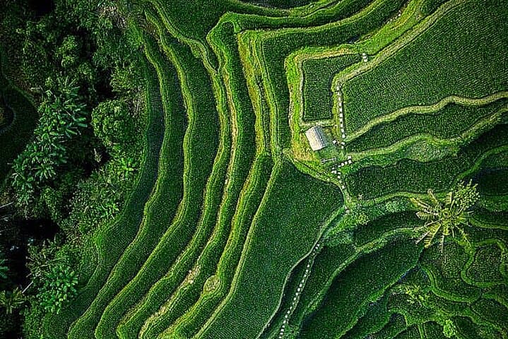 Ubud Highlights: Waterfalls, Temple Rituals, Rice Terraces & Jungle Swing (Private Tour)