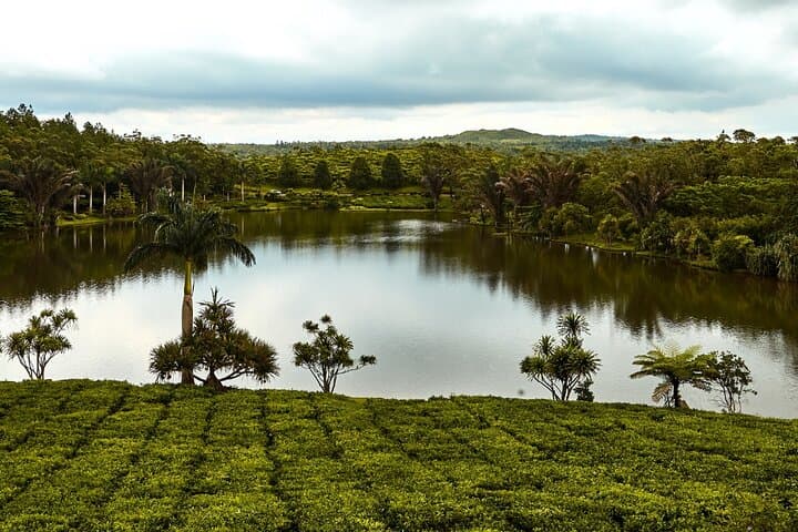 Tea Route Private Full-Day Tour in Mauritius: Bois Chéri, Trou aux Cerfs & Tamarind Falls