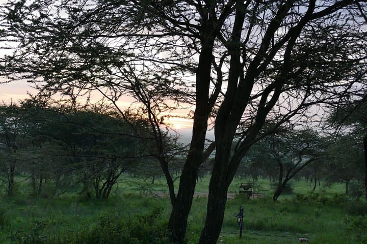 5-Day Camping Safari: Tarangire, Serengeti & Ngorongoro Crater photo 4
