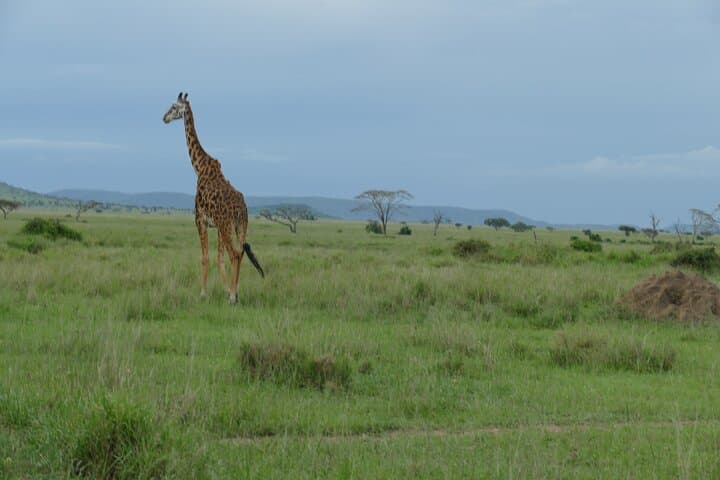 5-Day Camping Safari: Tarangire, Serengeti & Ngorongoro Crater photo 2