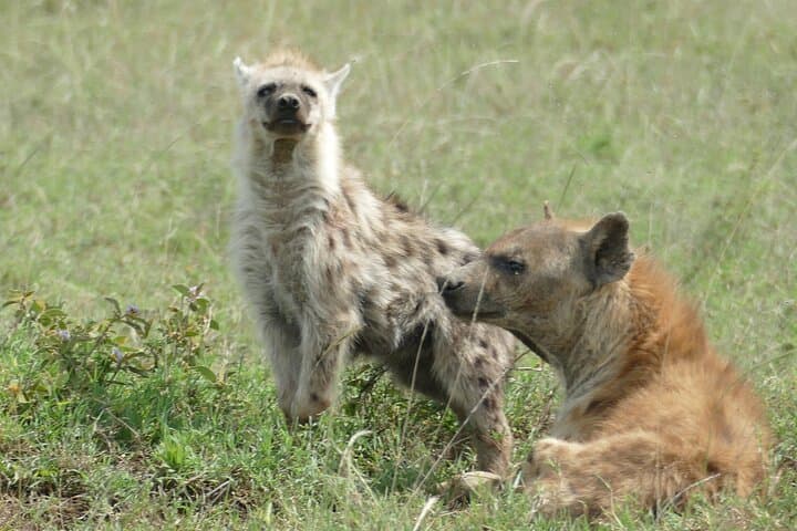5-Day Camping Safari: Tarangire, Serengeti & Ngorongoro Crater photo 3