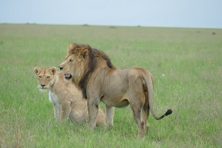 5-Day Camping Safari: Tarangire, Serengeti & Ngorongoro Crater photo 5