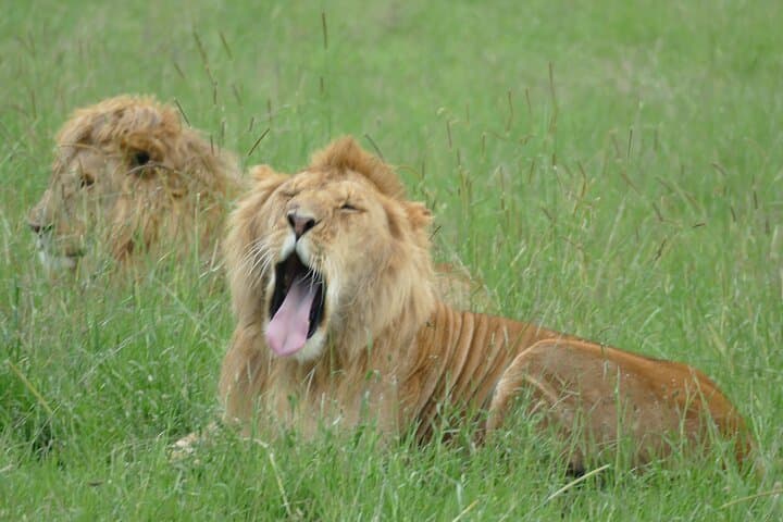 5-Day Camping Safari: Tarangire, Serengeti & Ngorongoro Crater photo 6