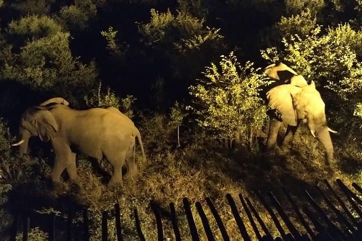 Victoria Falls Night Safari: Bush Stargazing & Baobab Juice Tasting photo 4
