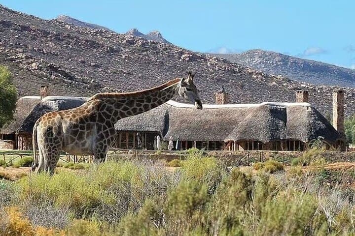 Aquila Big 5 Safari and Fairview Wine Tasting: Day Trip from Cape Town photo 2
