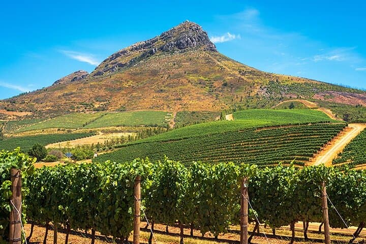 Exploring South Africa’s Cape Winelands: Paarl, Stellenbosch & Franschhoek Wine Tour from Cape Town photo 3