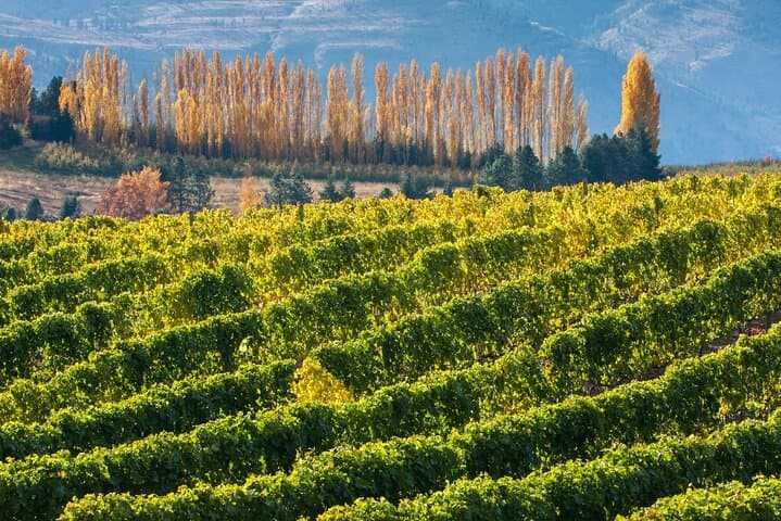 Full-Day Private Aconcagua Valley Wine Tour from Santiago: Wineries, Lunch & Valley Views