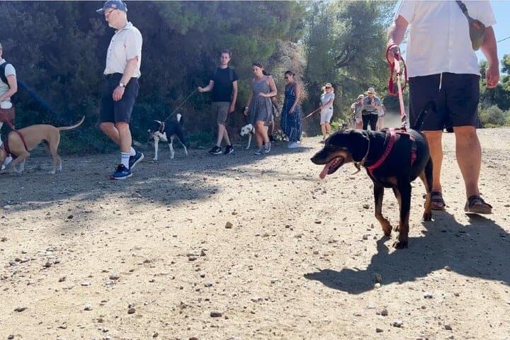 Hike with Rescue Dogs and Learn Greek Cooking in Skiathos photo 3
