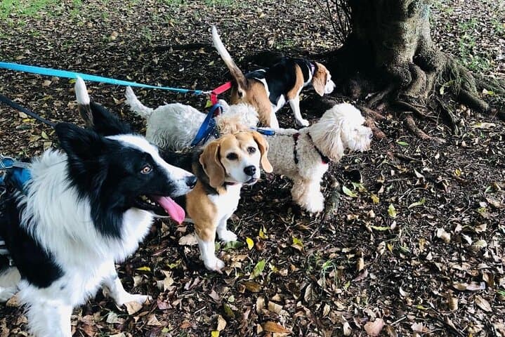 Hike with Rescue Dogs and Learn Greek Cooking in Skiathos