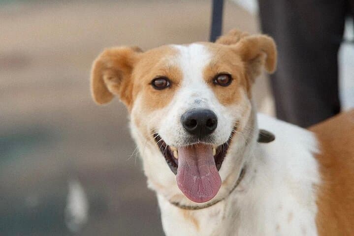 Hike with Rescue Dogs and Learn Greek Cooking in Skiathos photo 5