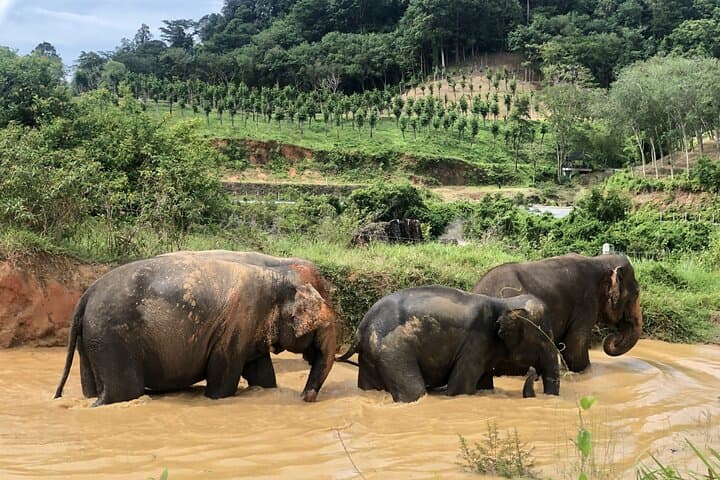 2-Hour Ethical Elephant Encounter at Phuket Nature Park photo 4