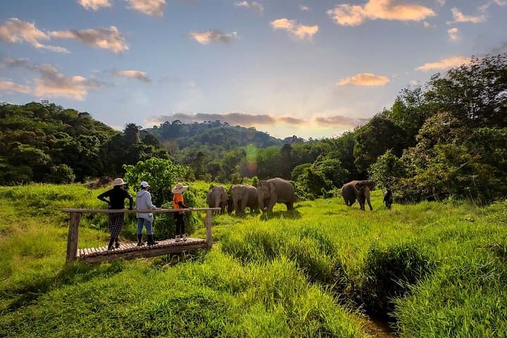2-Hour Ethical Elephant Encounter at Phuket Nature Park