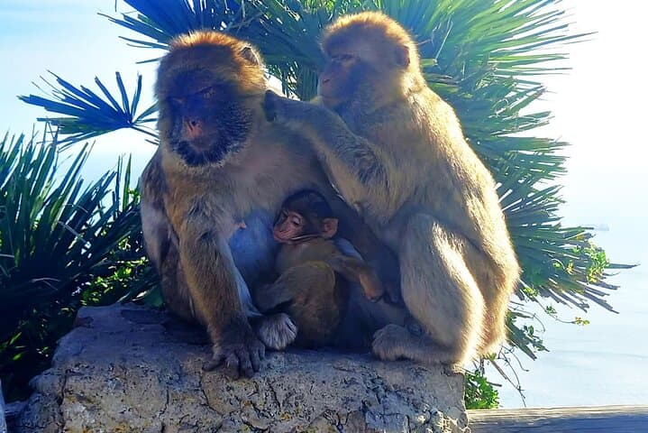 Private Gibraltar & Mijas Day Tour from Marbella — Rock of Gibraltar, Monkeys & Whitewashed Mijas photo 5