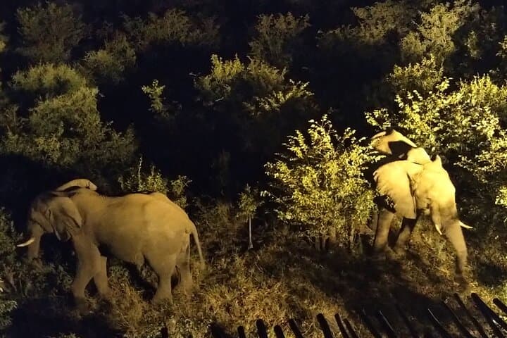 Victoria Falls Night Safari & Stargazing: 4x4 Bush by Night Experience photo 6