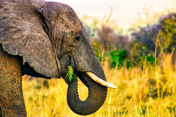 Dry Safari Game Drive in Zambezi National Park — Victoria Falls Morning & Afternoon Safaris