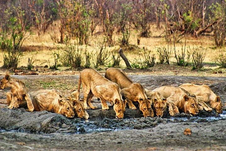 Zambezi National Park Small-Group Dry Game Drive: Morning & Afternoon Safaris photo 2