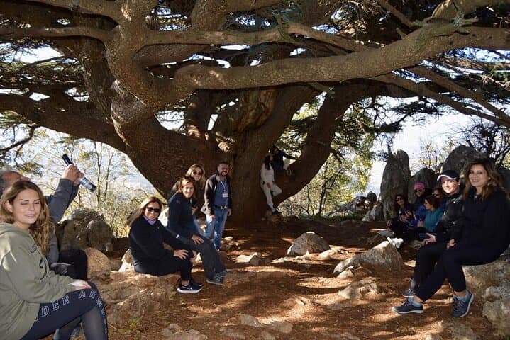 Chouf Day Escape: History, Cedars and Wine Tasting from Beirut