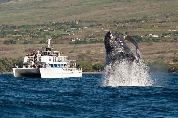 Oahu Whale Watch from Ala Wai Harbor — 2-Hour Humpback Cruise in Waikiki photo 2