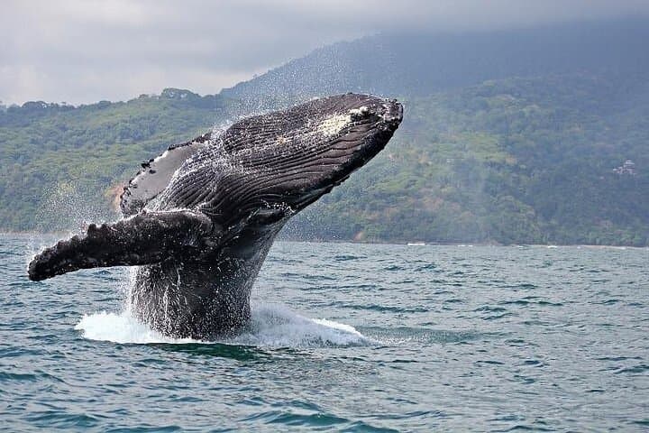 Oahu Whale Watch from Ala Wai Harbor — 2-Hour Humpback Cruise in Waikiki photo 4