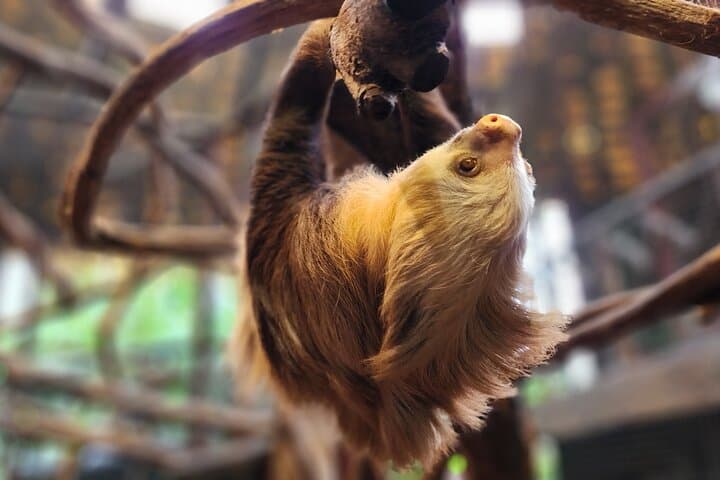 La Paz Waterfall Gardens: Full-Day Rainforest & Wildlife Tour from San José photo 3