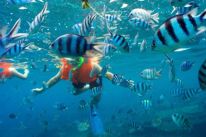 Nichupté Lagoon Speedboat & Mayan Reef Snorkel — Cancun Jungle Tour photo 5
