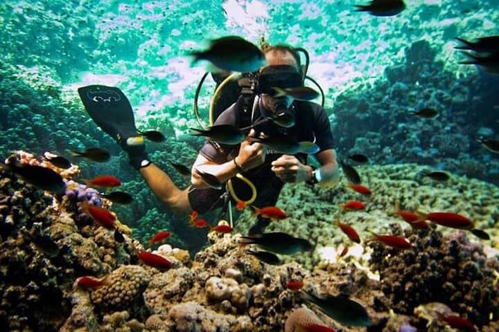 Ras Mohammed & White Island Boat Trip: Snorkel, Dive and Swim the Sinai Reefs photo 3